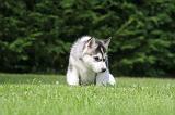 SIBERIAN HUSKY 999